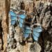 vlinder oorbellen-3